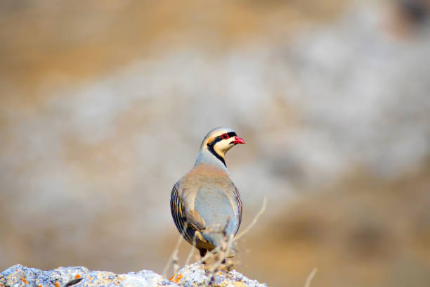 istock Nature and Partridge. Common bird: Chukar Partridge. Alectoris chukar. Nature habitat background. 1181054976