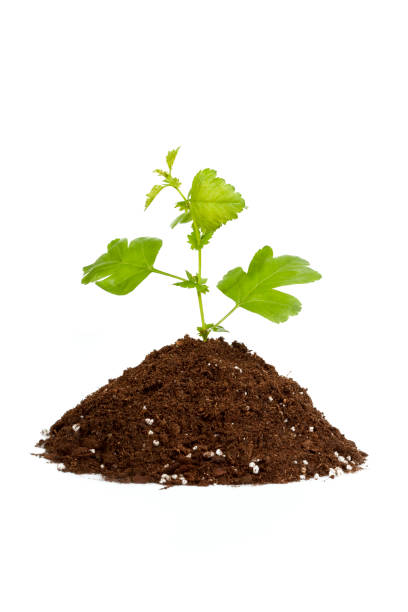 istock Isolated small green Plant in soil 118105562