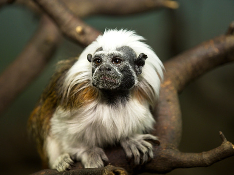 Cottony primate tamarin of diurnal and territorial habits, that inhabit the edge of the forests or in the jungles secondary to the northwest of Colombia
