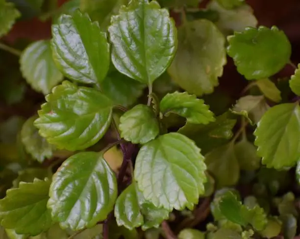 Beautiful green plant, Plectranthus Verticillatus, also called money plant or coin plant.