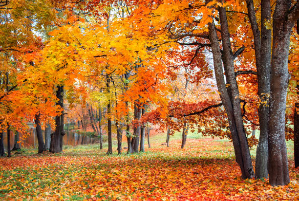 istock Beautiful autumn maples in park 1181057579