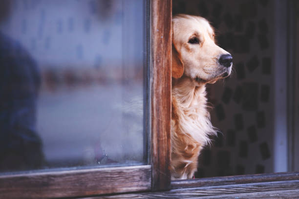 istock Golden retriever dog looking out from window alone 1181058195
