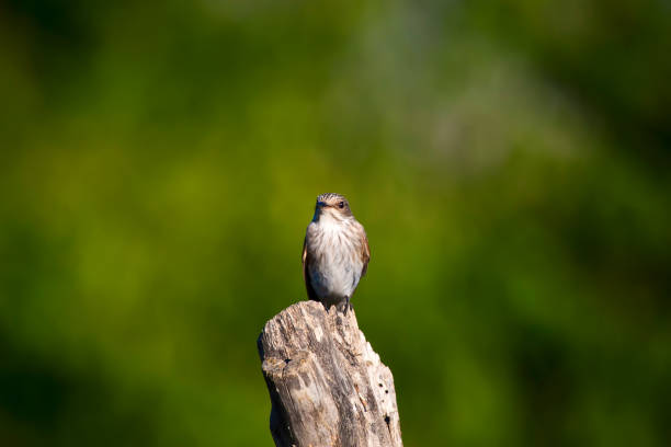 istock Cute bird. Nature background. Bird: Spotted Flycatcher. Muscicapa striata. 1181058400