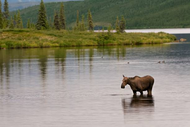 istock Female Moose In Wonder Lake 1181058447