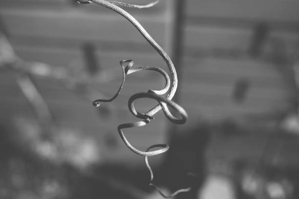 beautiful strange twisted shape of a climbing plant growing on a fence in close-up