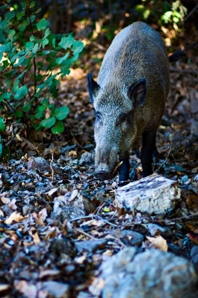 멧돼지. 자연 배경입니다. - domestic pig animals in the wild wild boar hunting 뉴스 사진 이미지