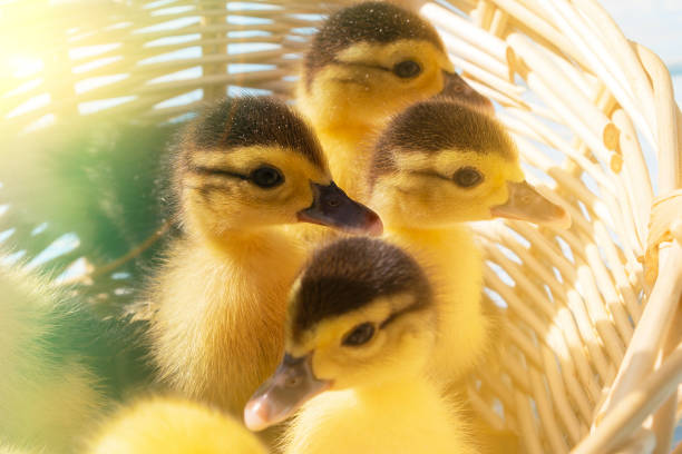 istock cute little ducklings in a wicker basket on a Sunny day. 1181063530