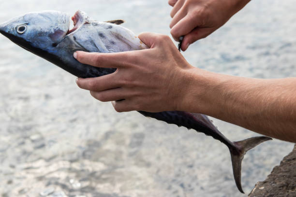 istock Woman cleaning freshly caught fish 1181065171