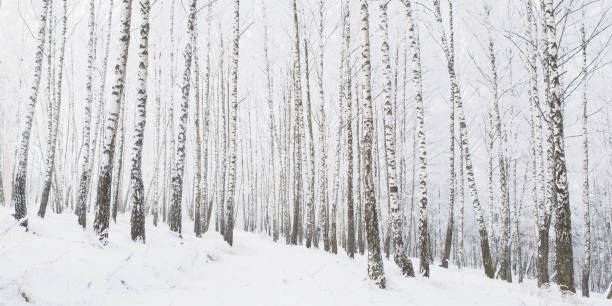 istock Tree trunk panorama. Nature outdoors. Magic backdrop with white birch tree. Snowy weather in winter. Beautiful winter nature background. Breathtaking christmas background. Birch branch in hoarfrost 1181065231