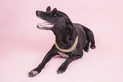 Stylish black dog in sunglasses lie on a pink background. Funny pet. Fashion dog with goden chain. Home animal with black sun glasses. Luxury animal