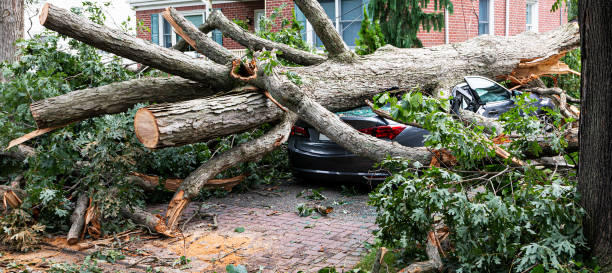 Tree falls on car crushing it in the driveway during storm stock photo