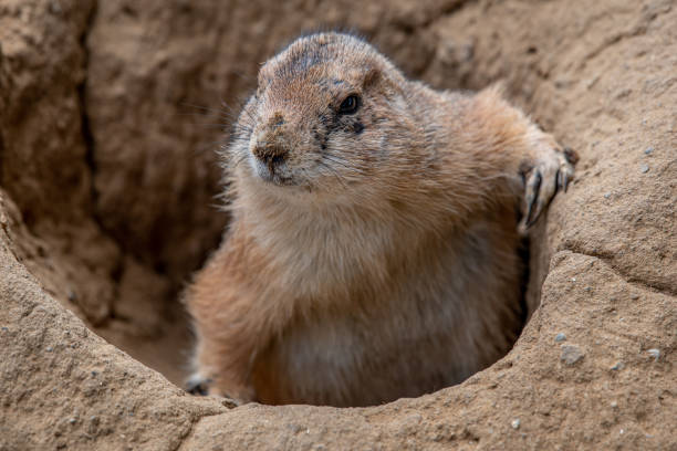 istock Prairie Dog Appearing 1181066831