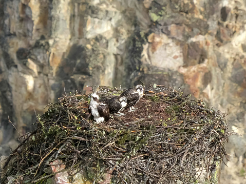 a high angle view of osprey chicks on a nest at artist point in yellowstone national park, usa