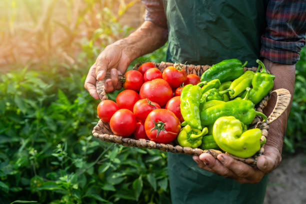 istock Mature farmer carrying vegetables in basket 1181067188