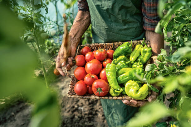 istock Mature farmer carrying vegetables in basket 1181067191