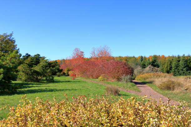 istock Autumn leaves with the blue sky background 1181068077
