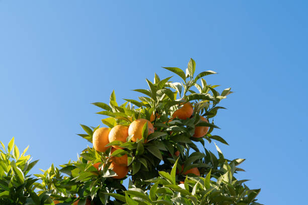 http://www.istockphoto.com/file_thumbview/18930108 