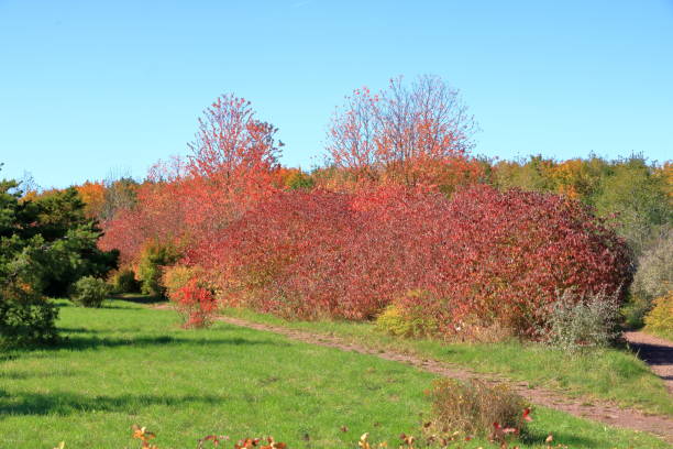 istock Autumn leaves with the blue sky background 1181068173