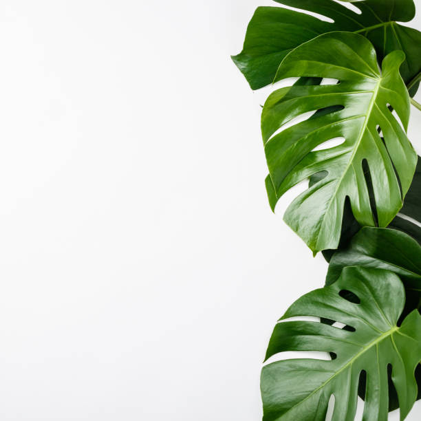 istock Tropical leaves Monstera on white background, copyspace 1181068341