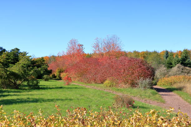 istock Autumn leaves with the blue sky background 1181068410