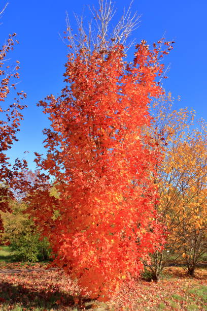 istock Autumn leaves with the blue sky background 1181068526