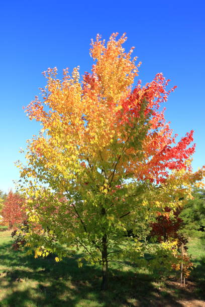 istock Autumn leaves with the blue sky background 1181069559