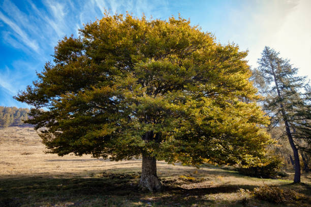 árvore de olmo - elm tree - fotografias e filmes do acervo