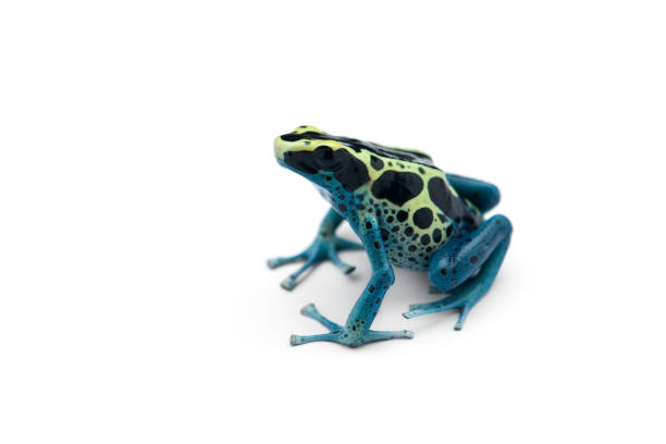 istock The blue poison dart frog isolated on white background 1181069742