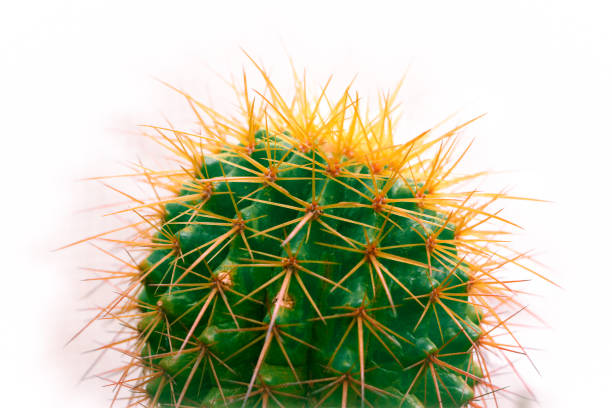 istock Close up of green cactus 1181071294