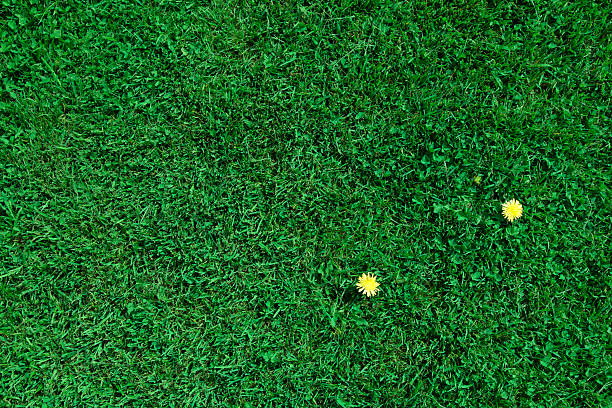 Deux fleurs avec pelouse verte fraîche - Photo