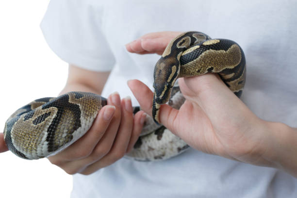 hände eines mädchens und einer jungen königsartigen schlange. eine nicht giftige schlange. - royal python stock-fotos und bilder