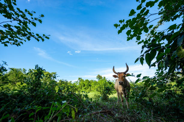 Forest and meadow with a cow. Forest and meadow with a cow.