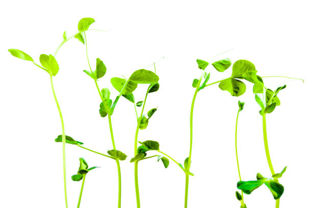 istock young green sprouts of peas on white background 1181077077