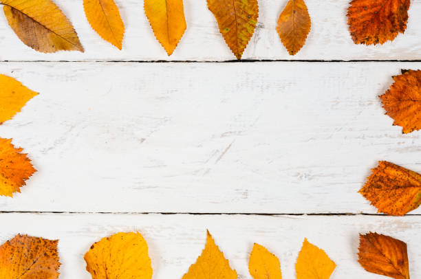 istock Autumn  composition  background.  Square  shape frame    of orange  leaves  on timber    with empty  center for  text .Top view, copy space,  flat lay . 1181077484