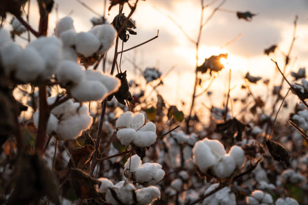 Cotton Field In Sunset Cotton plant in cotton field during sunset. No people are seen in frame. Orange color is dominant due to time of the day. Shot with a full frame mirrorless camera. cotton cotton ball fiber white stock pictures, royalty-free photos & images