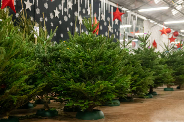 istock Christmas trees for sale on a shop 1181081278