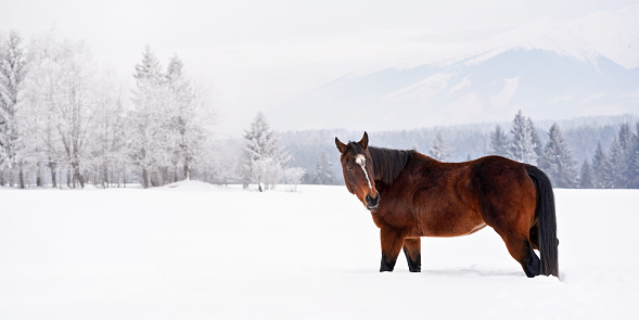 Older dark brown horse  standing on snow covered field, trees and mountains in background, wide banner with space for text left side