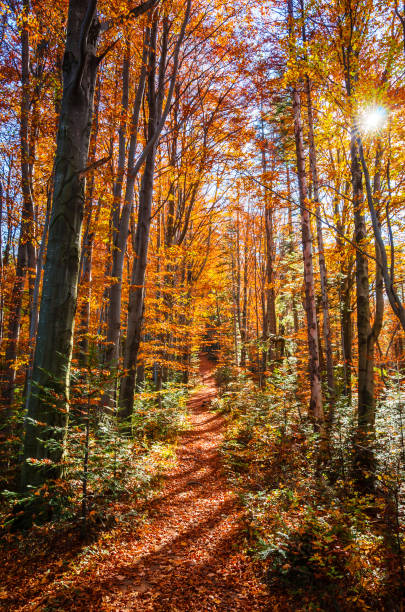 istock Golden autumn forest with sun rays. Sunny day in mountains 1181082505