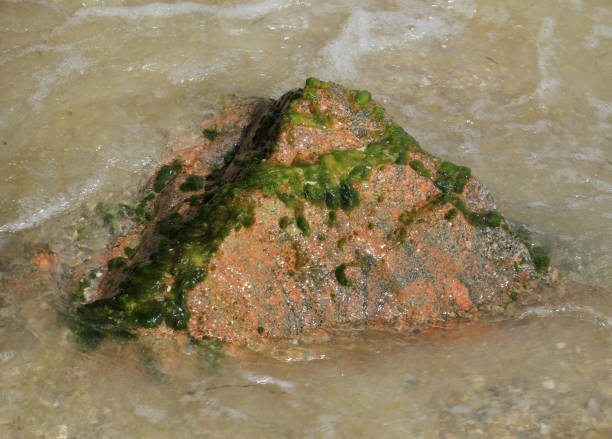 istock A stone in sea water overgrown with green algae. View from above 1181082528