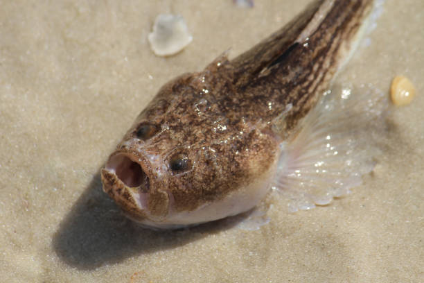 istock Sea fish stargazer in the sand. View from above 1181082653