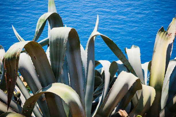 A large wild Aloe Vera plant with blue Mediterranean sea in the background on a bright summers day