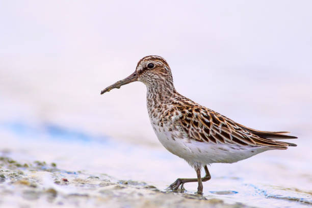 wasservogel broad rechnungte sandpiper. limicola falcinellus. wasser hintergrund. - animal beak bird wading stock-fotos und bilder