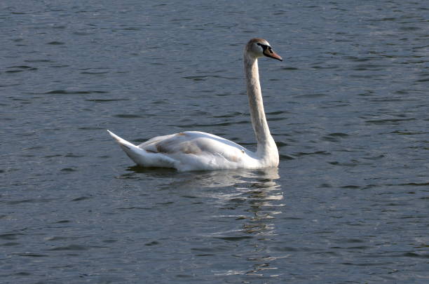 istock Freshman swan foraging on the river 1181082775