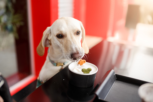 Dog eating treats with ice cream at pet friendly restaurant.