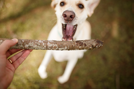 dog playing fetch.