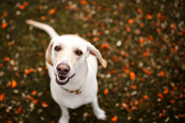 Dog waiting to play.