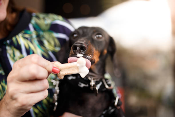 Dog eating treats with ice cream.