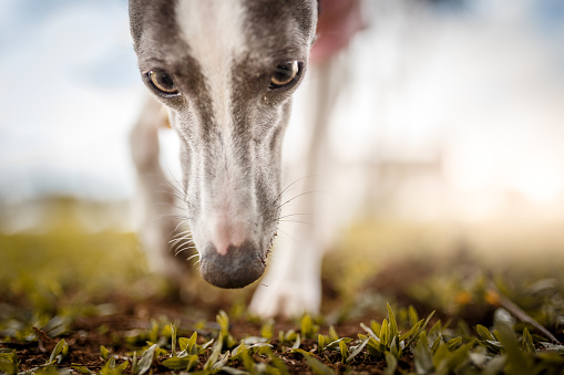 Dog smelling grass.