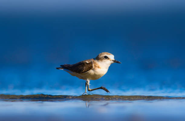 istock Cute little water bird. Nature background. Common water bird: Kentish Plover. Charadrius alexandrinus. 1181084708