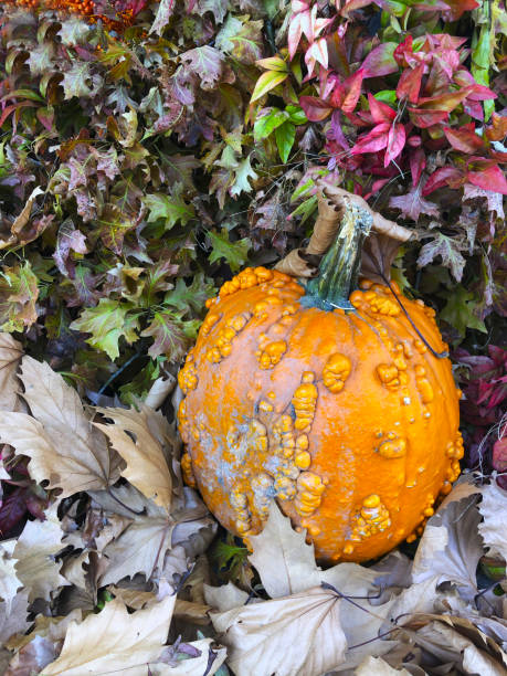 istock Pumkin on leaves 1181084816